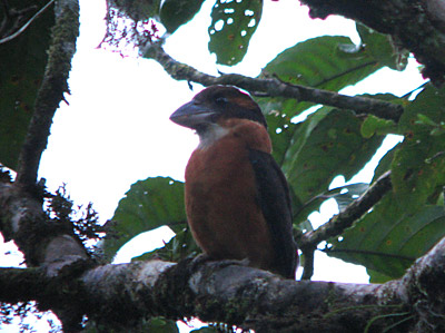 Pretty Shovel-billed kookaburra