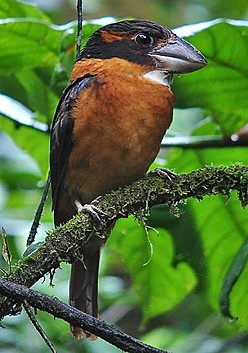 Pretty Shovel-billed kookaburra