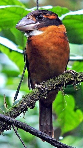 Pretty Shovel-billed kookaburra