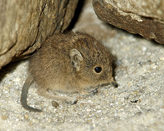 Nice Shrew