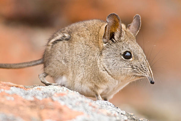 Cute Shrew