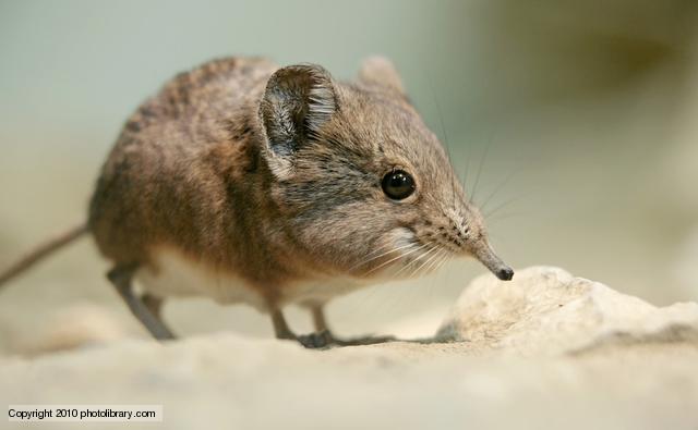 Wallpaper Shrew