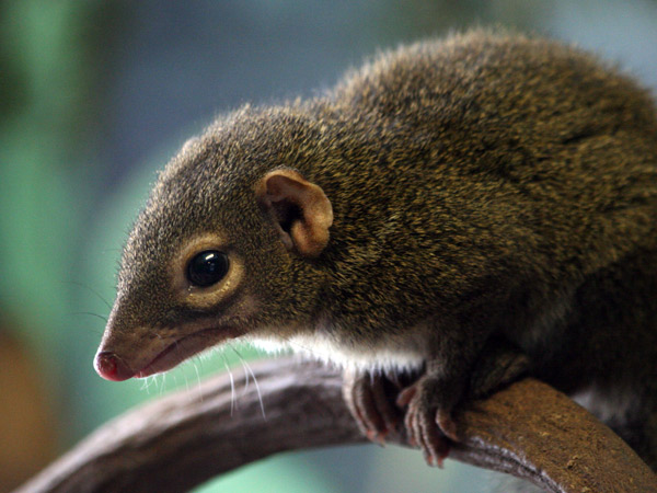 Photo Shrew