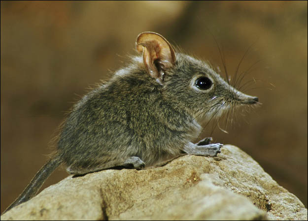 Shrew photo 