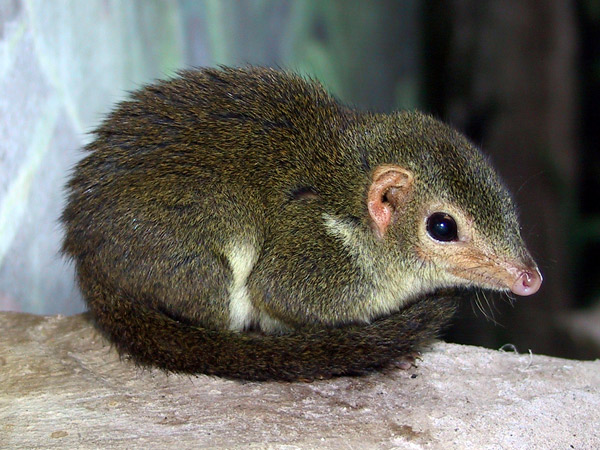 Shrew wallpaper