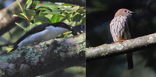 Shrike-flycatcher