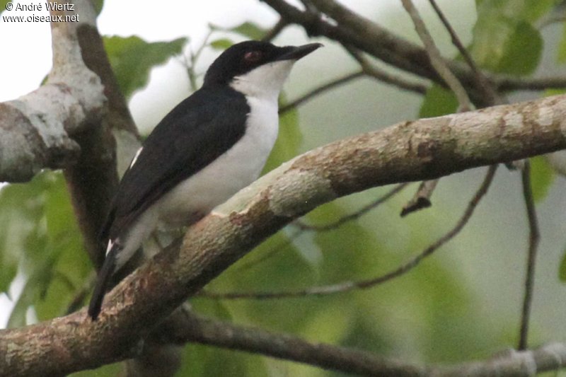 Pretty Shrike-flycatcher