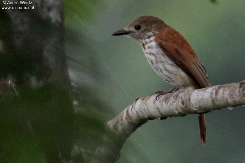 Pretty Shrike-flycatcher