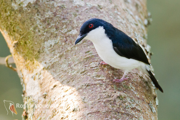 Pretty Shrike-flycatcher