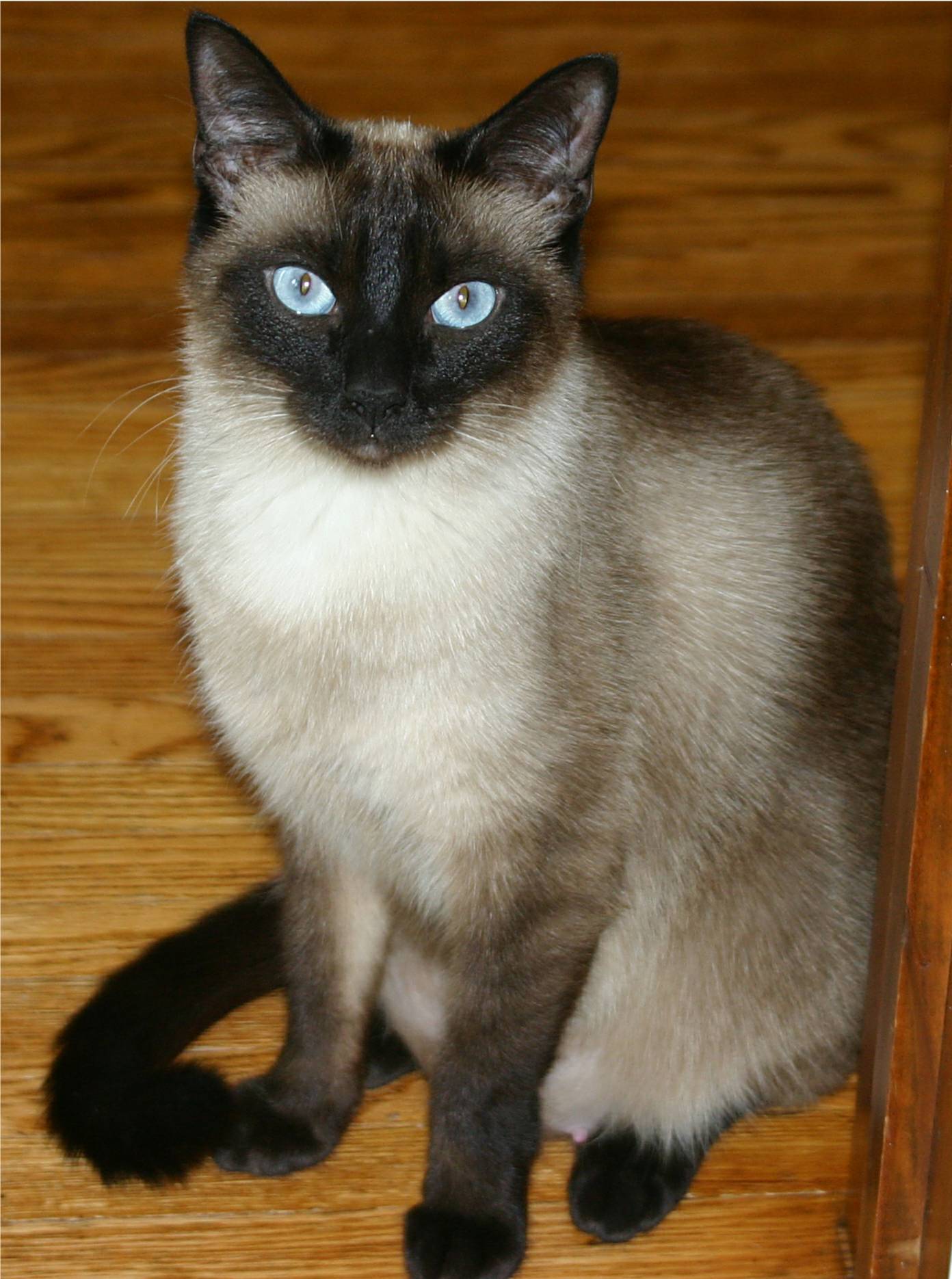 Pretty Siamese Cats - Cat Breed