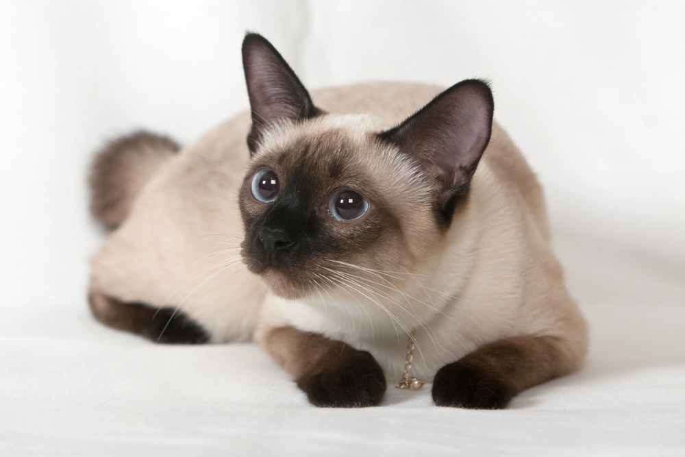 Cute Siamese Cats - Cat Breed