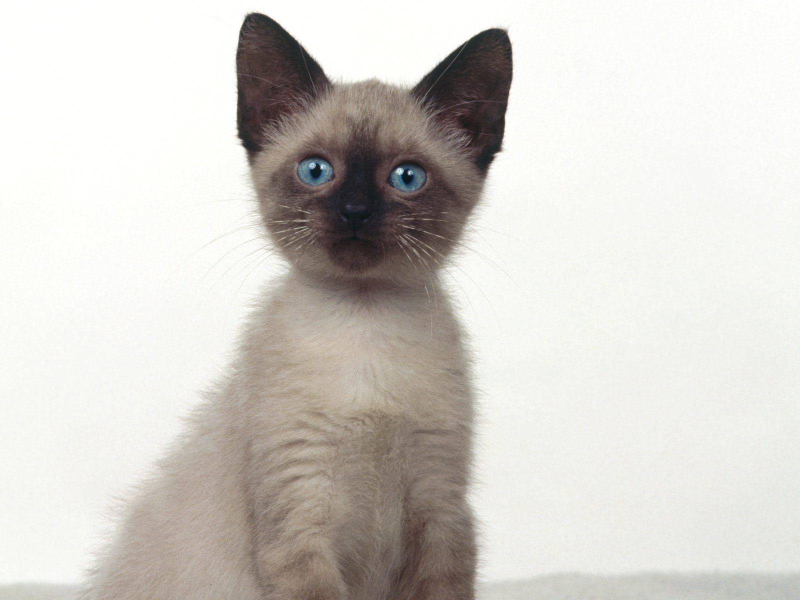 Wallpaper Siamese Cats - Cat Breed