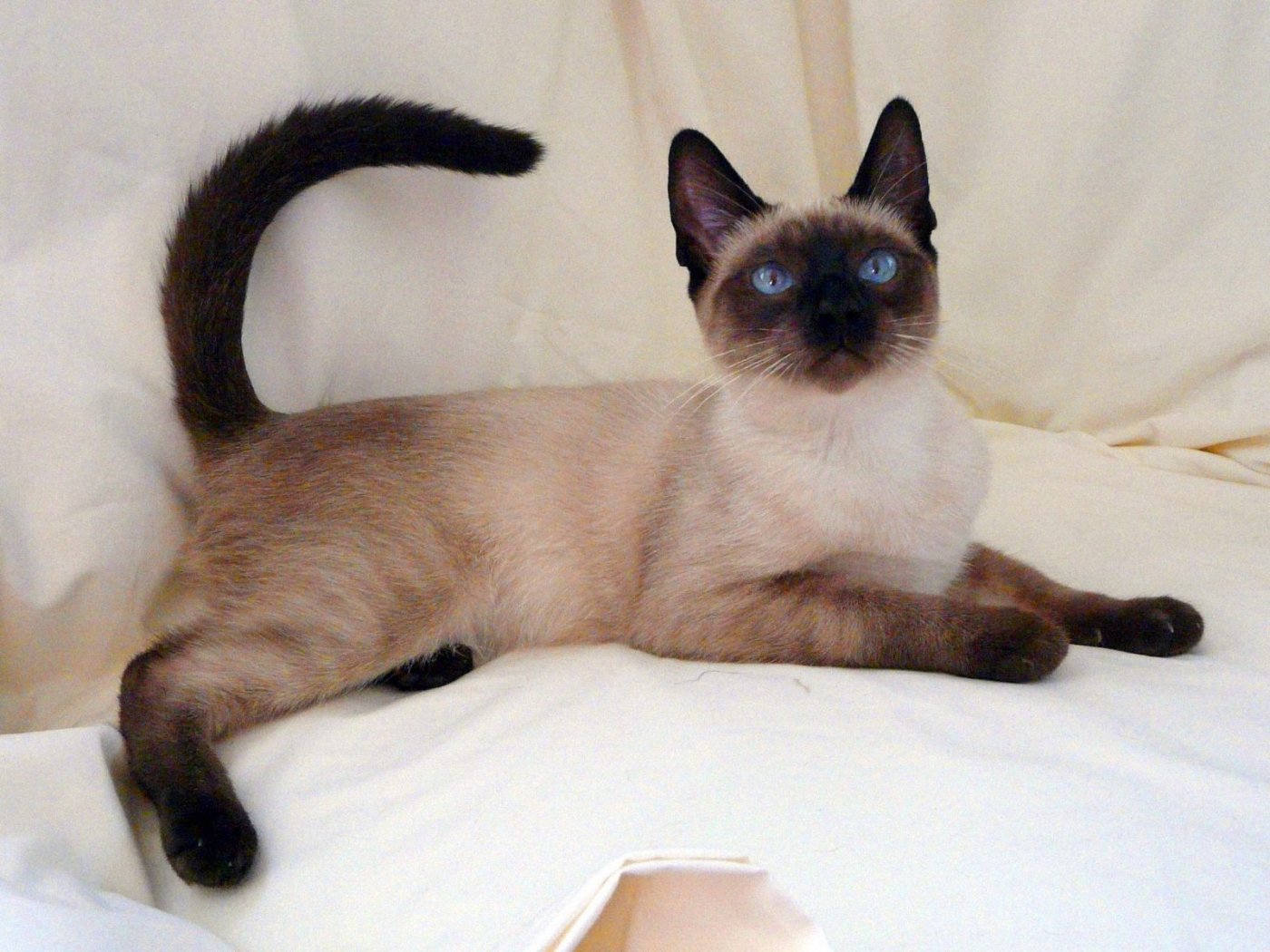 Photo Siamese Cats - Cat Breed