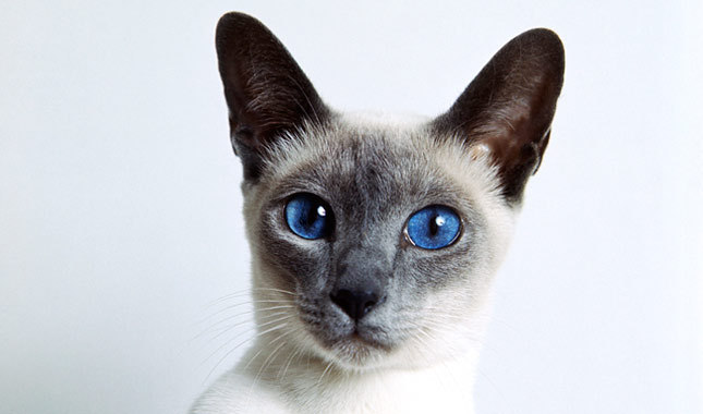 Siamese Cats - Cat Breed wallpaper