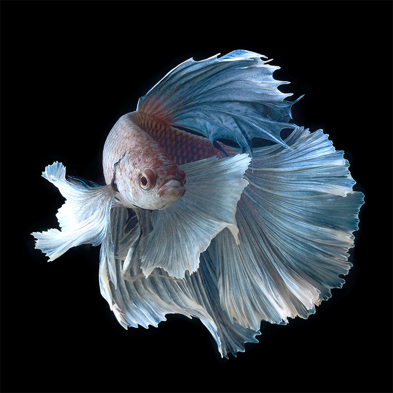 Pretty Siamese fighting fish