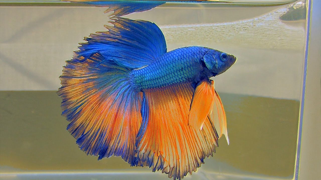 Pretty Siamese fighting fish
