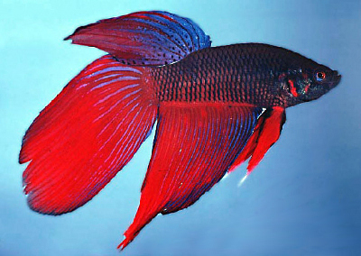 Pretty Siamese fighting fish