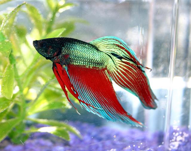Pretty Siamese fighting fish