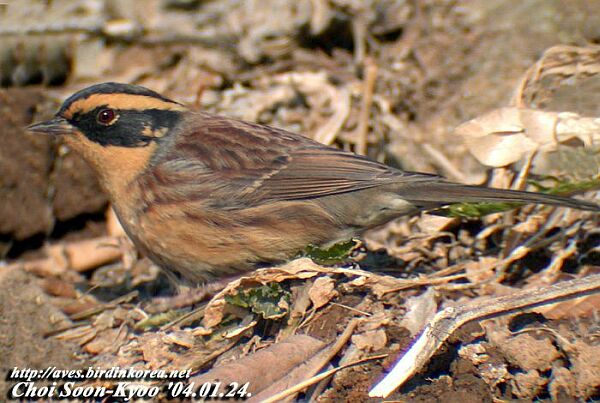 Pretty Siberian accentor