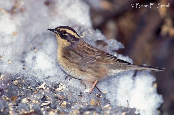 Pretty Siberian accentor