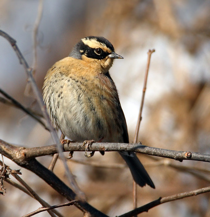 Pretty Siberian accentor