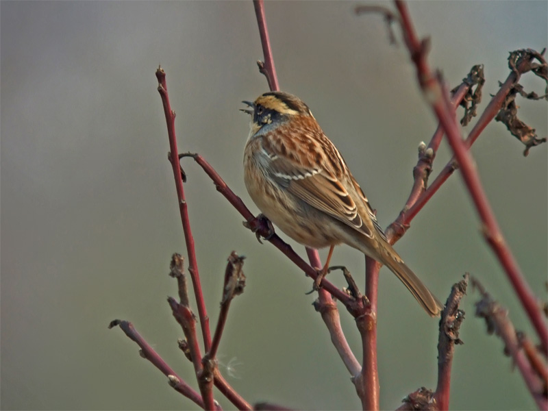 Pretty Siberian accentor