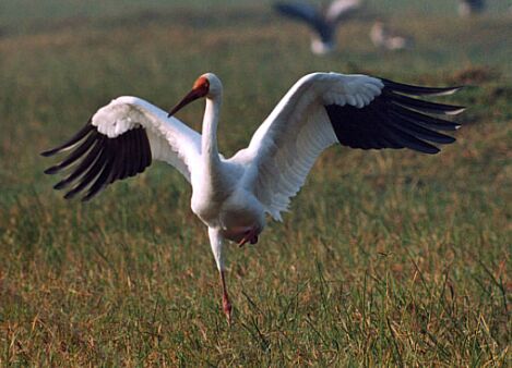 Pretty Siberian crane
