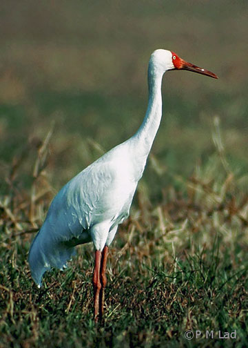 Pretty Siberian crane