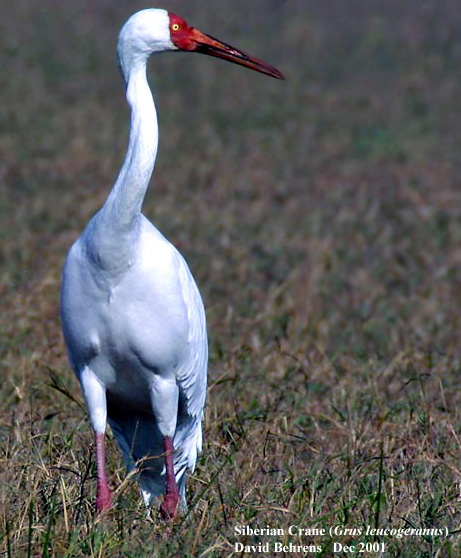 Pretty Siberian crane