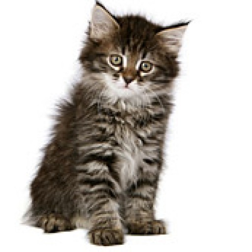 Cool Siberian Forest Cat - Cat Breed