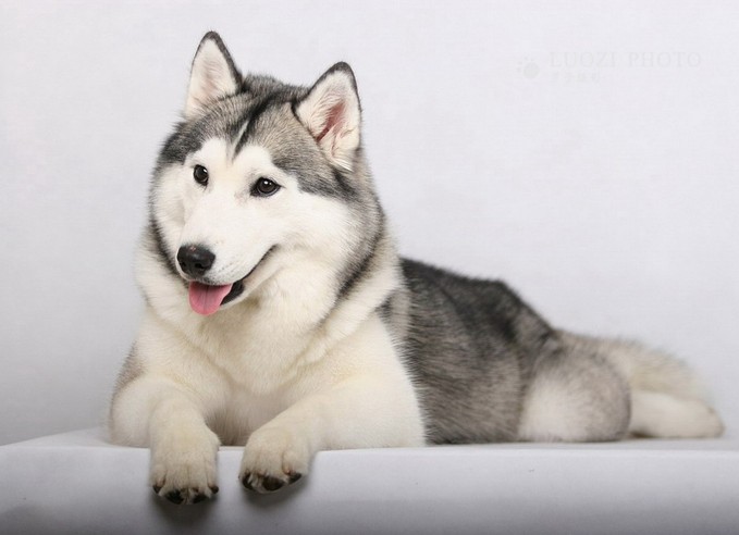 Siberian Husky - Dog Breed