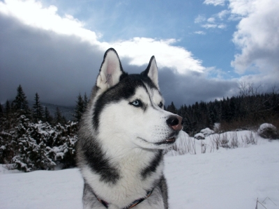 Cool Siberian Husky - Dog Breed