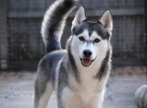 Cute Siberian Husky - Dog Breed