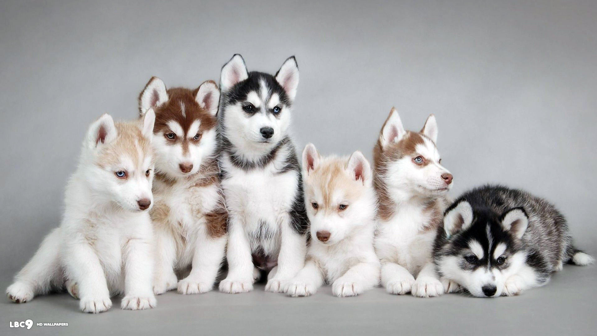 Wallpaper Siberian Husky - Dog Breed