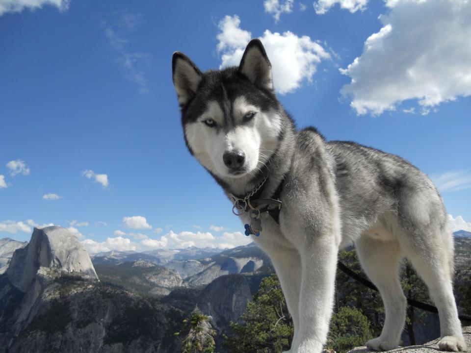 Siberian Husky - Dog Breed photo 