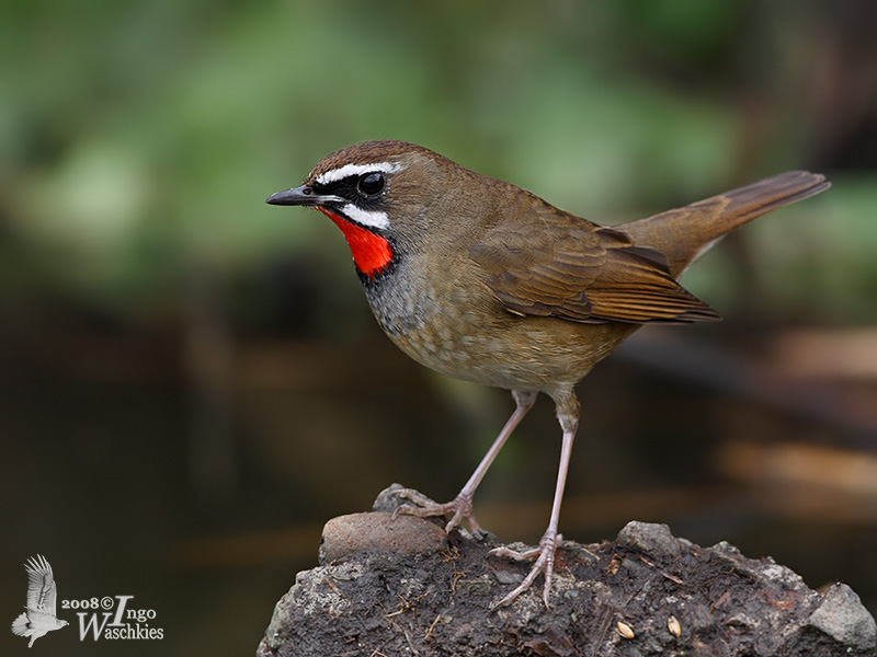 Siberian rubythroat