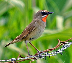 Pretty Siberian rubythroat