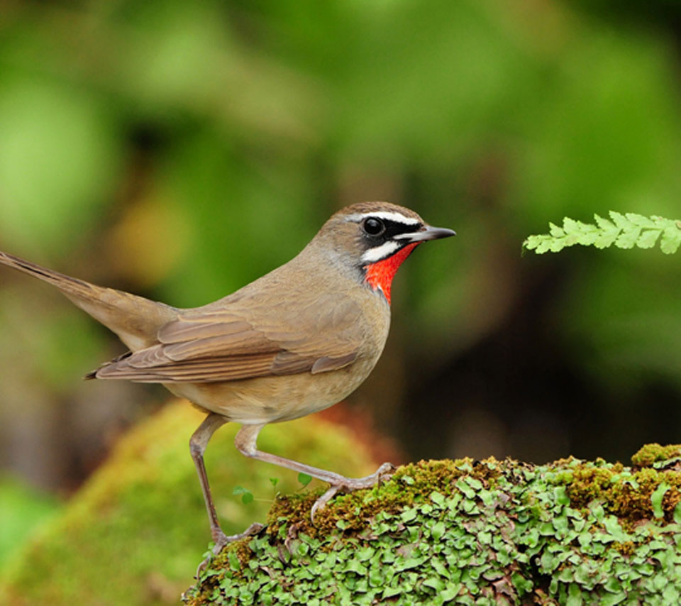 Pretty Siberian rubythroat