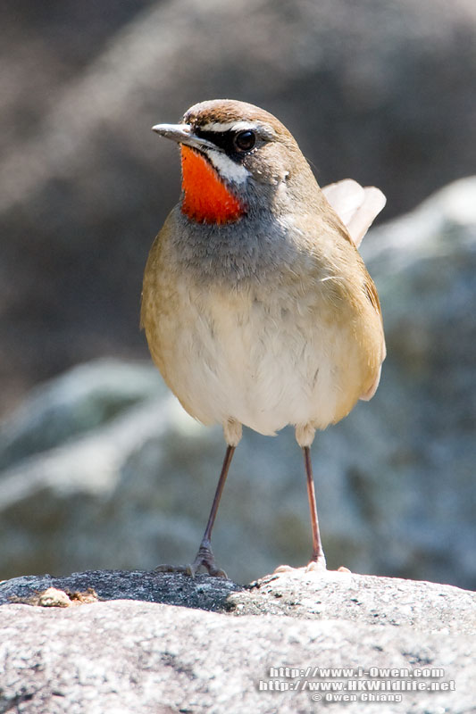 Pretty Siberian rubythroat