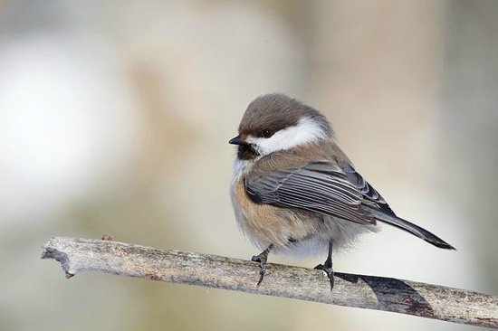 Pretty Siberian tit