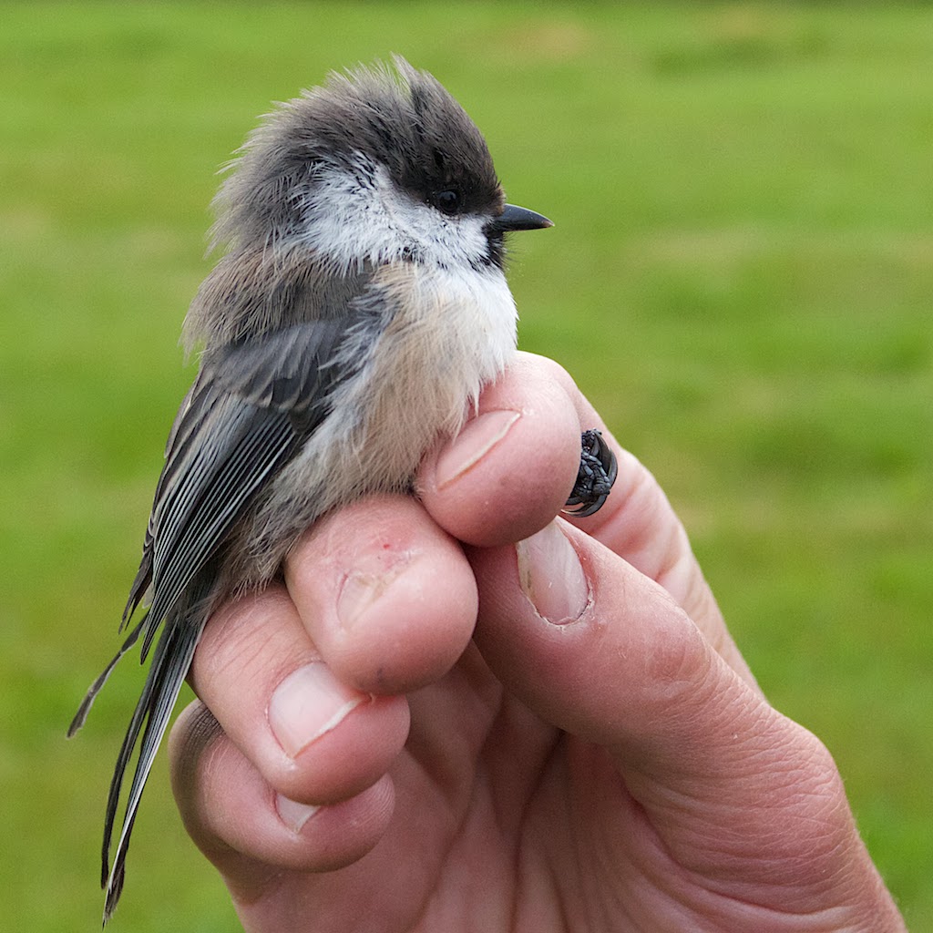 Pretty Siberian tit
