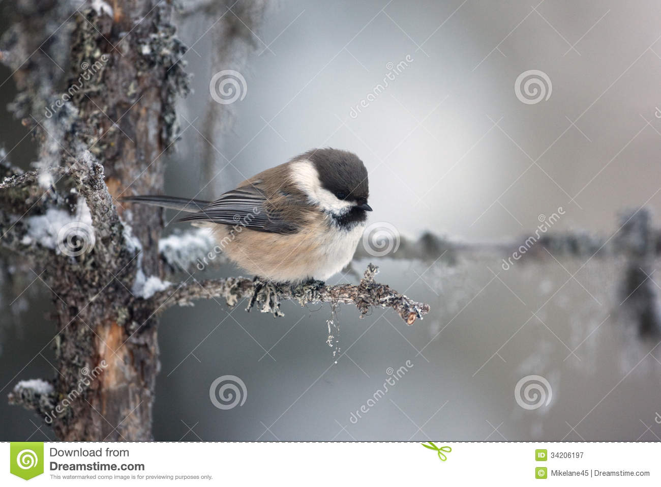 Pretty Siberian tit