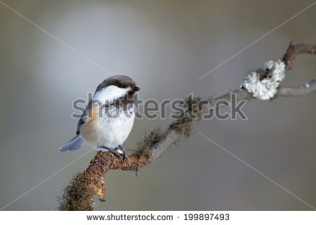 Pretty Siberian tit