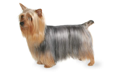 Cute Silky Terrier - Dog Breed