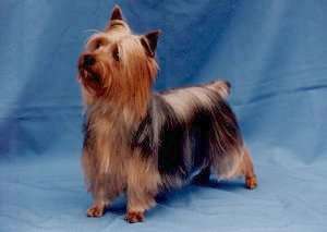 Silky Terrier - Dog Breed wallpaper