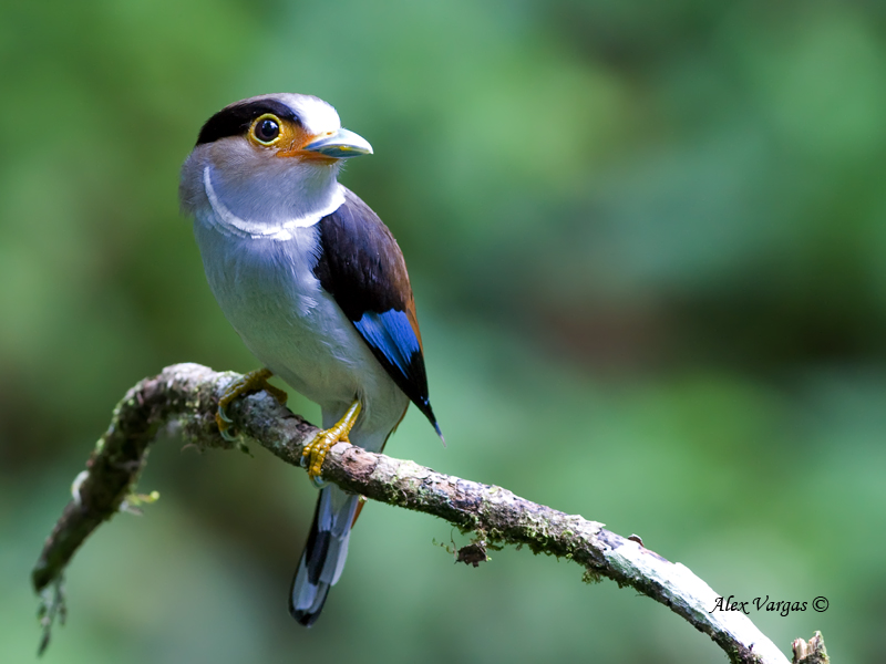 Pretty Silver-breasted broadbill