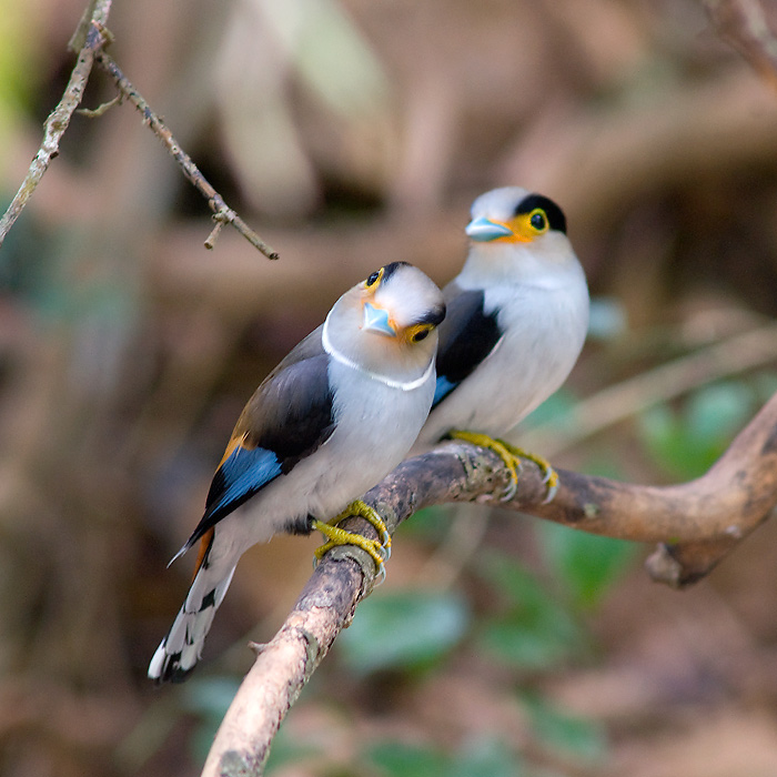 Pretty Silver-breasted broadbill