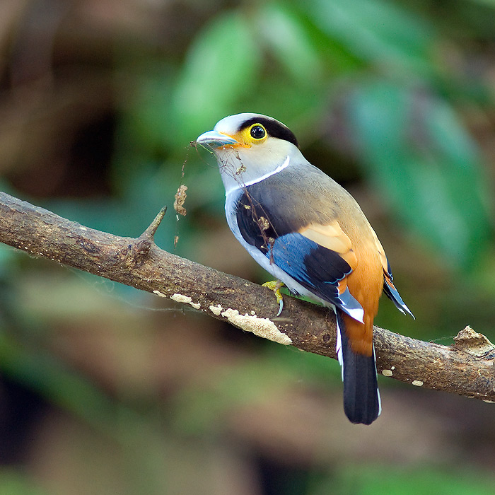 Pretty Silver-breasted broadbill