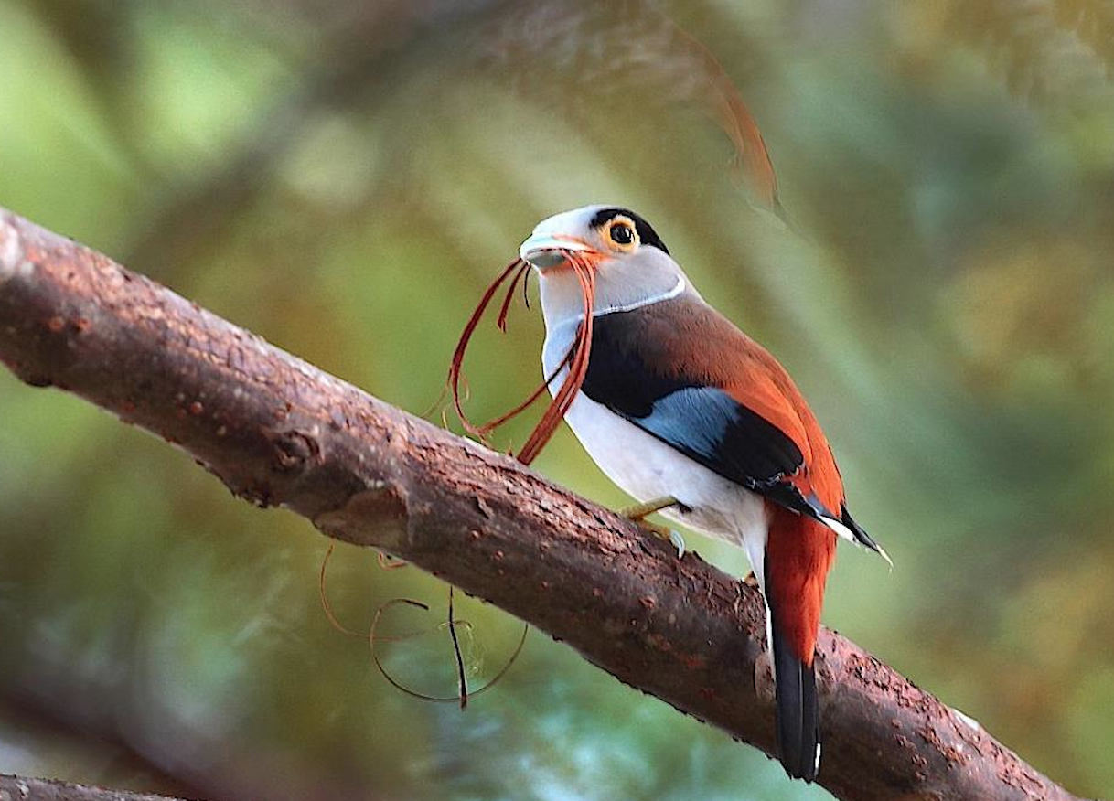 Pretty Silver-breasted broadbill