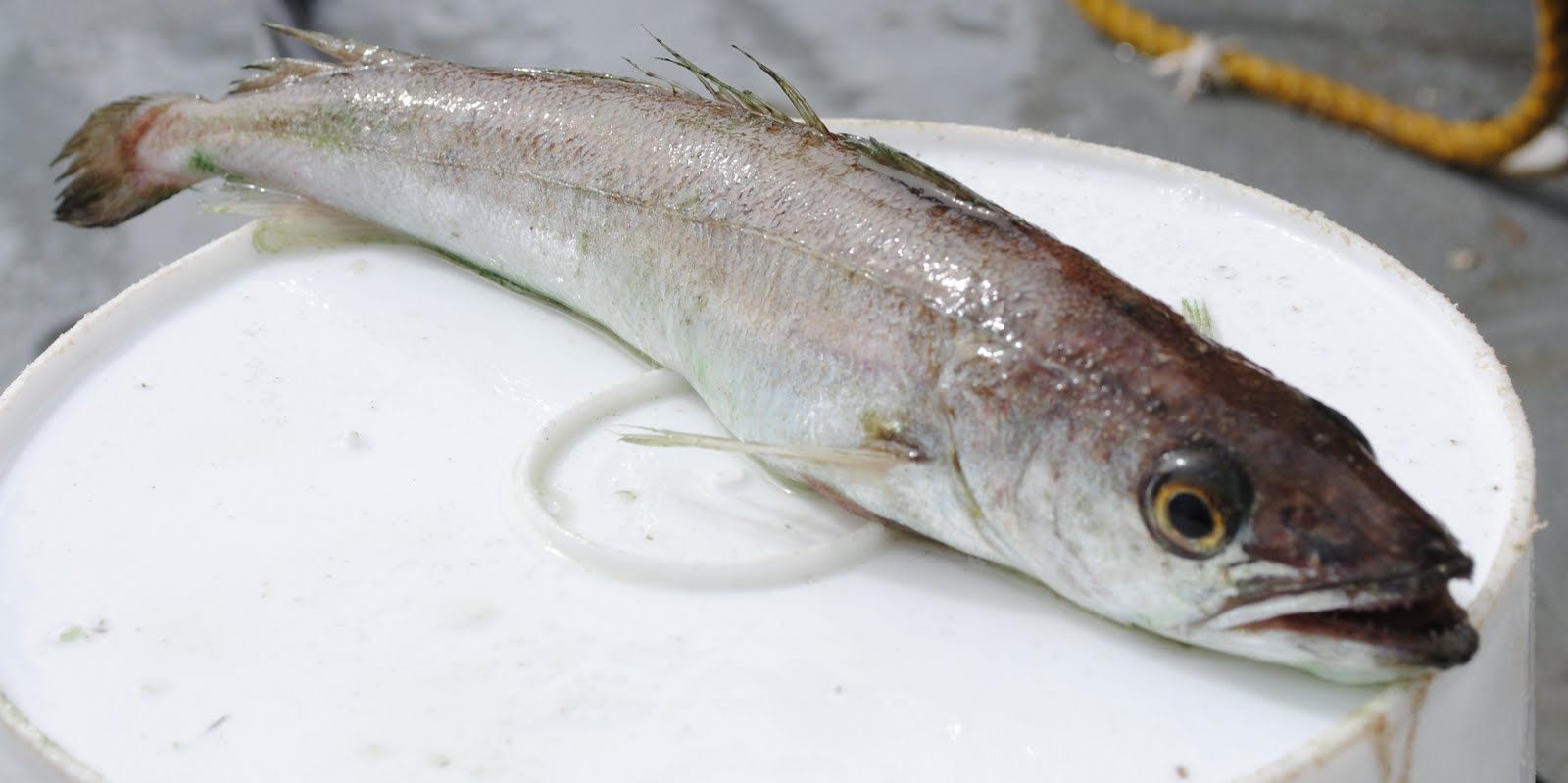 Silver hake